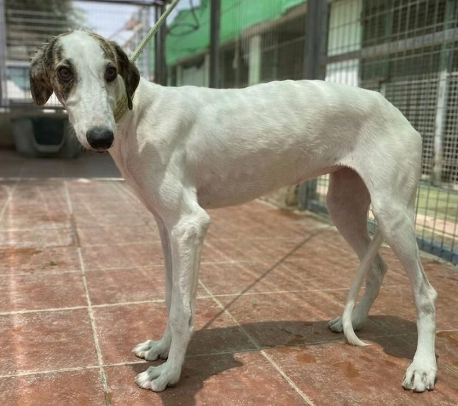 Romy - Chien Galgo à adopter - photo 8