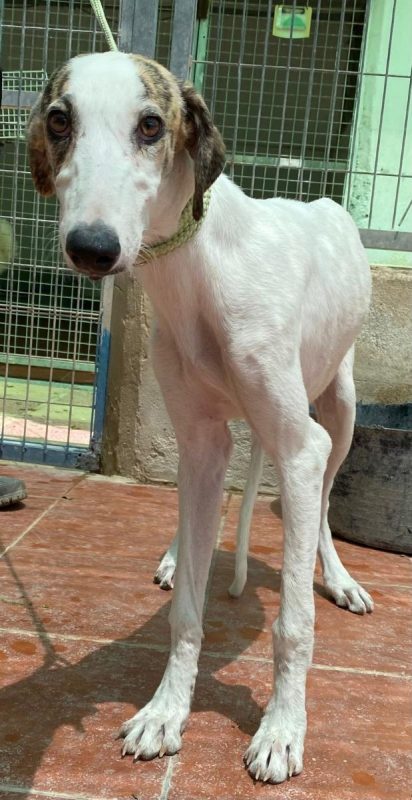 Romy - Chien Galgo à adopter - photo 4