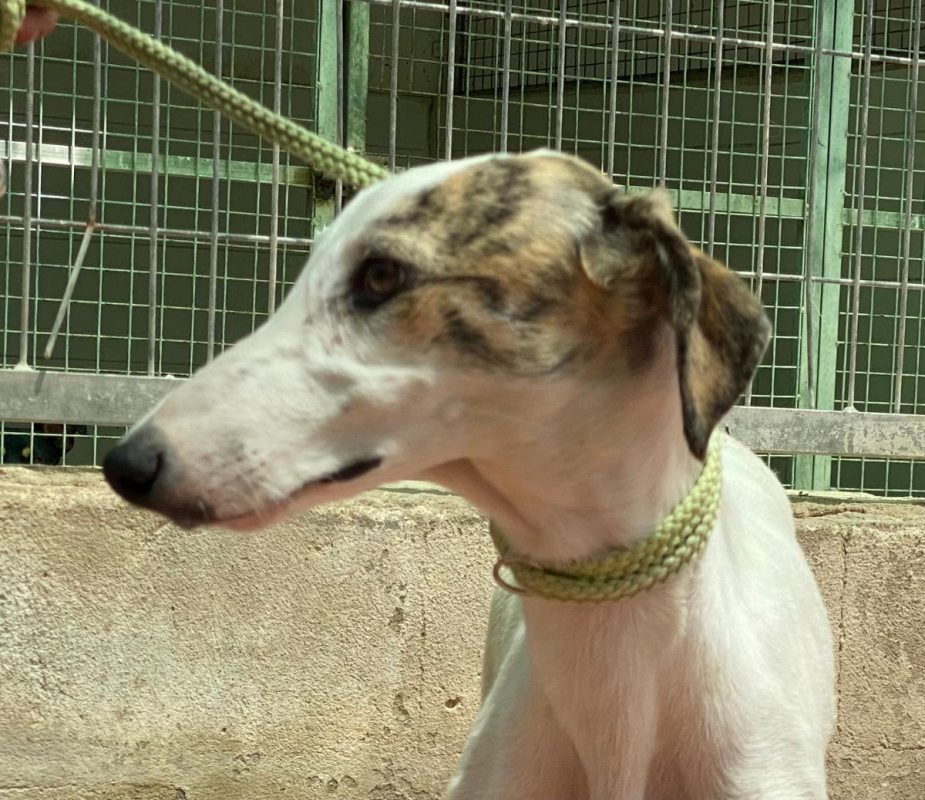 Romy - Chien Galgo à adopter - photo 10