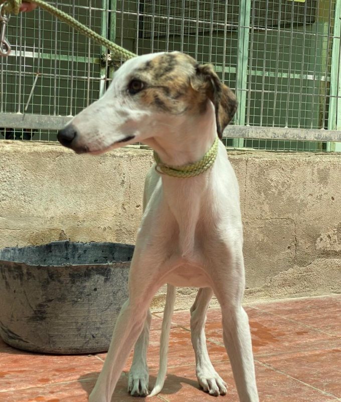 Romy - Chien Galgo à adopter - photo 9
