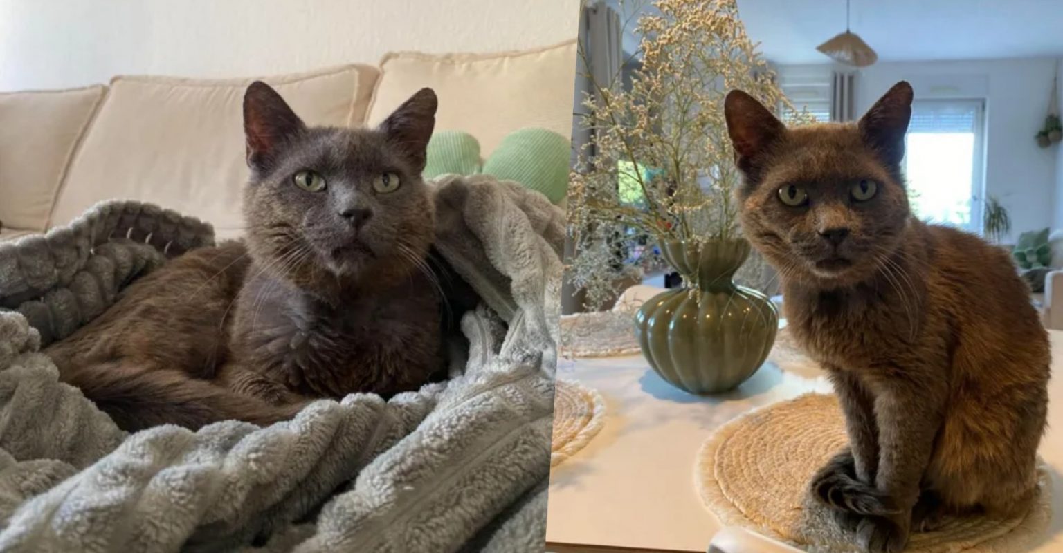 Eden chez camille campos - Chat Européen à adopter