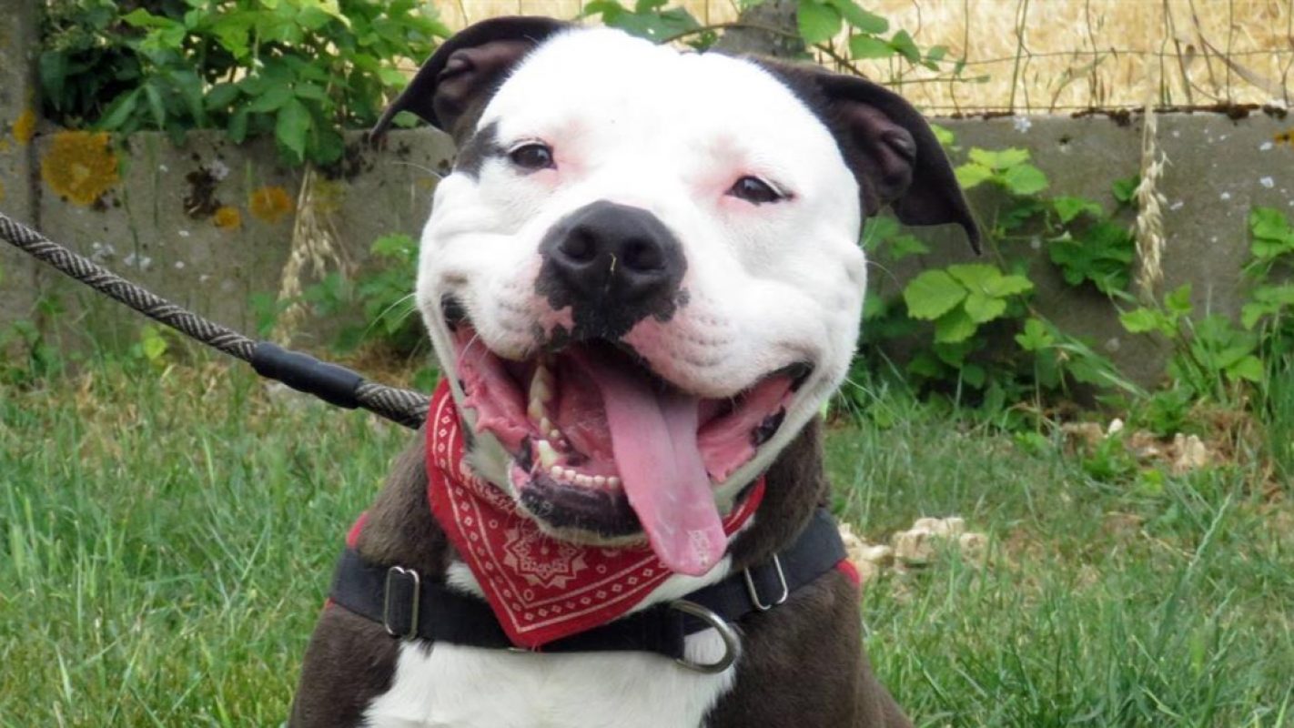 Bip bip - Chien à adopter