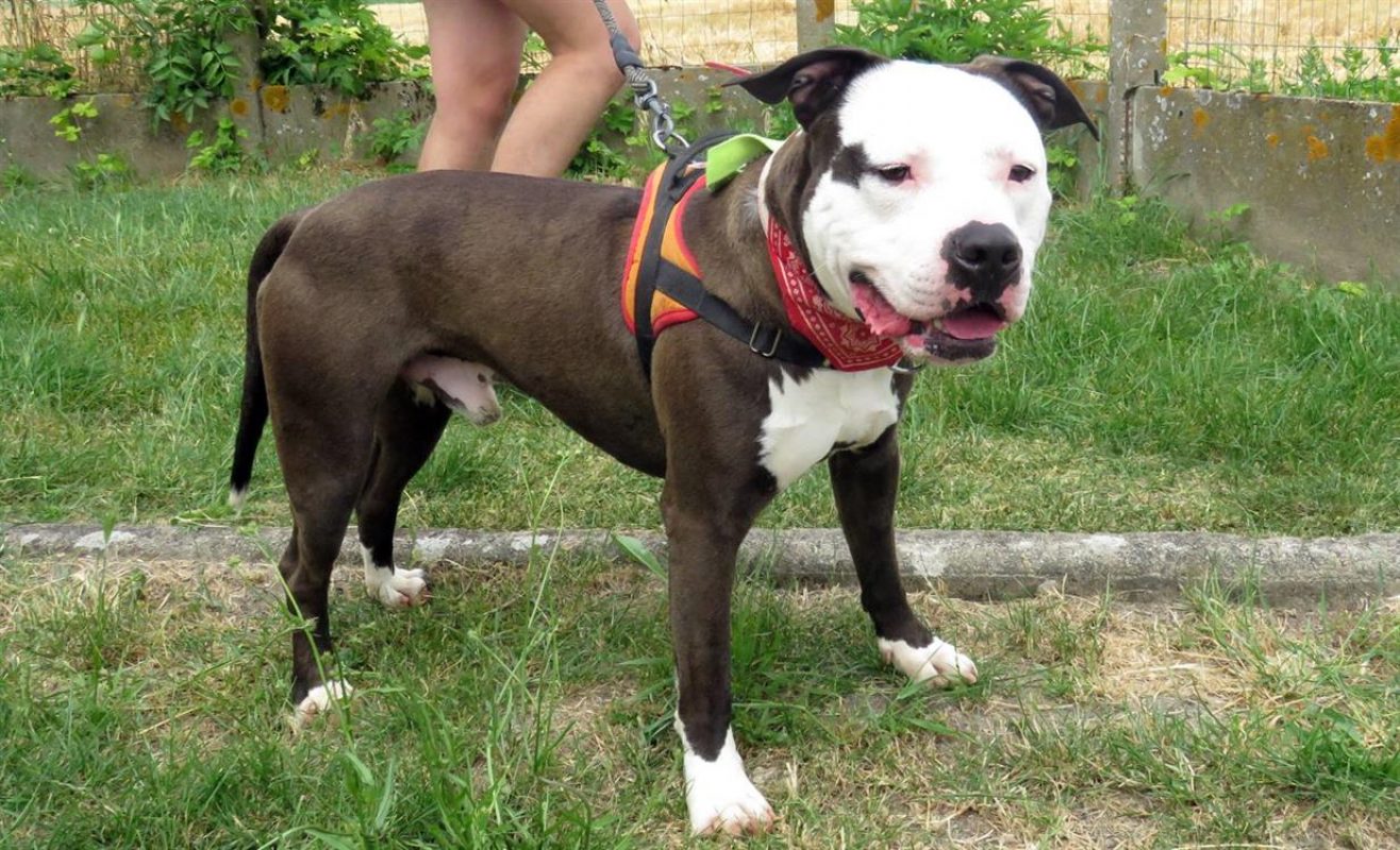 Bip bip - Chien à adopter - photo 2