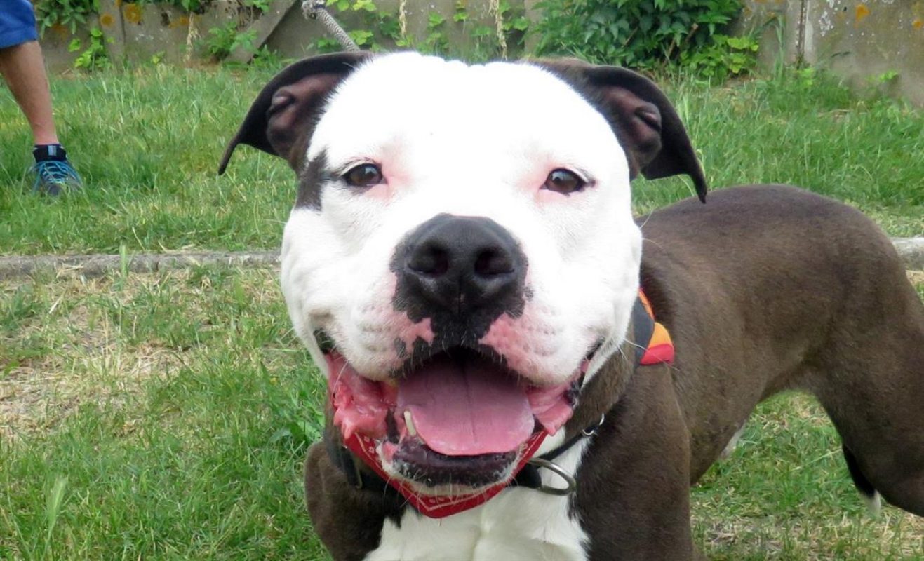 Bip bip - Chien à adopter - photo 3
