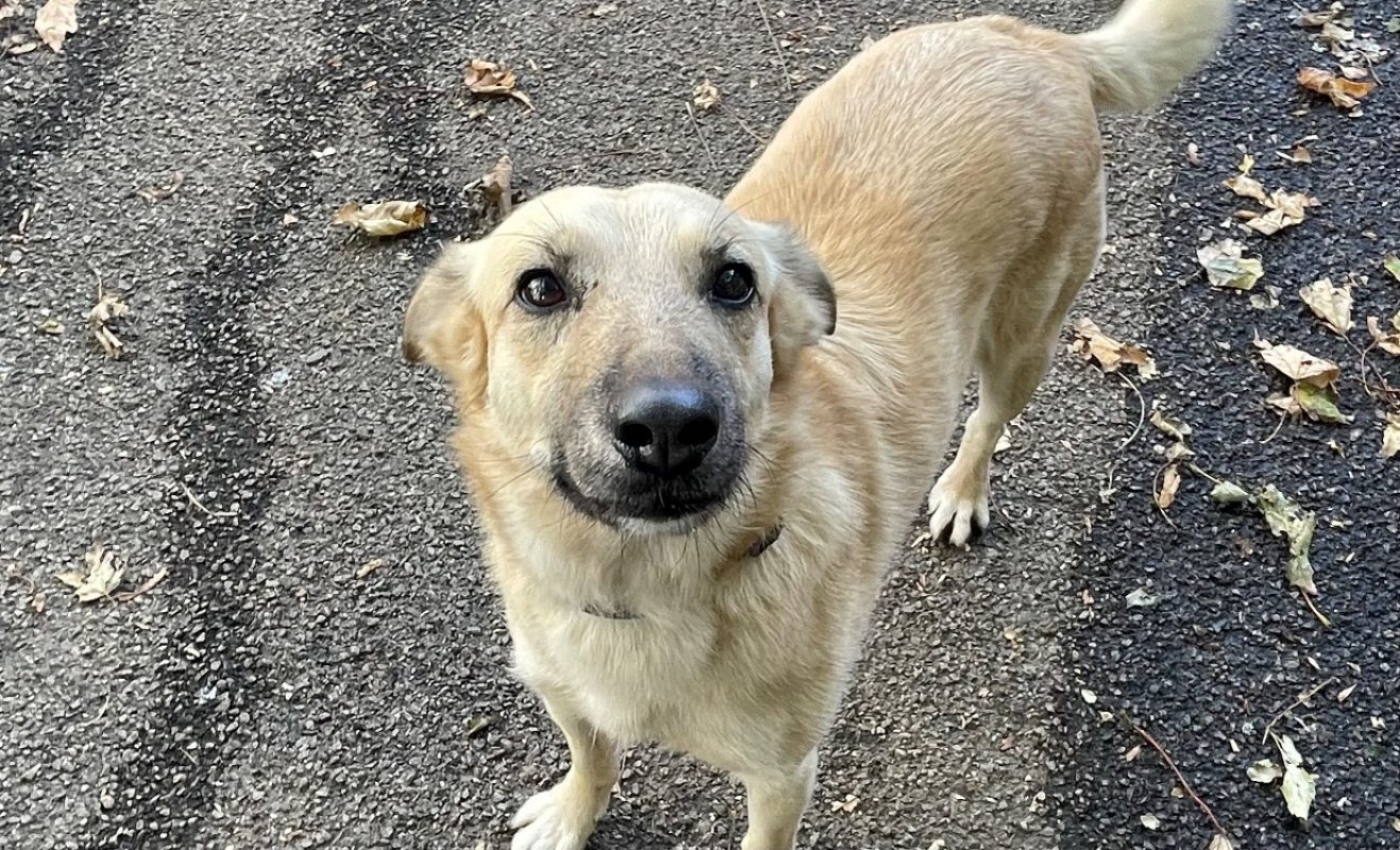 Pouk - Chien à adopter