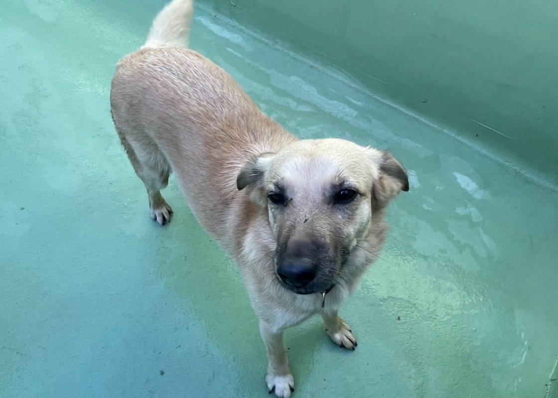 Pouk - Chien à adopter - photo 2