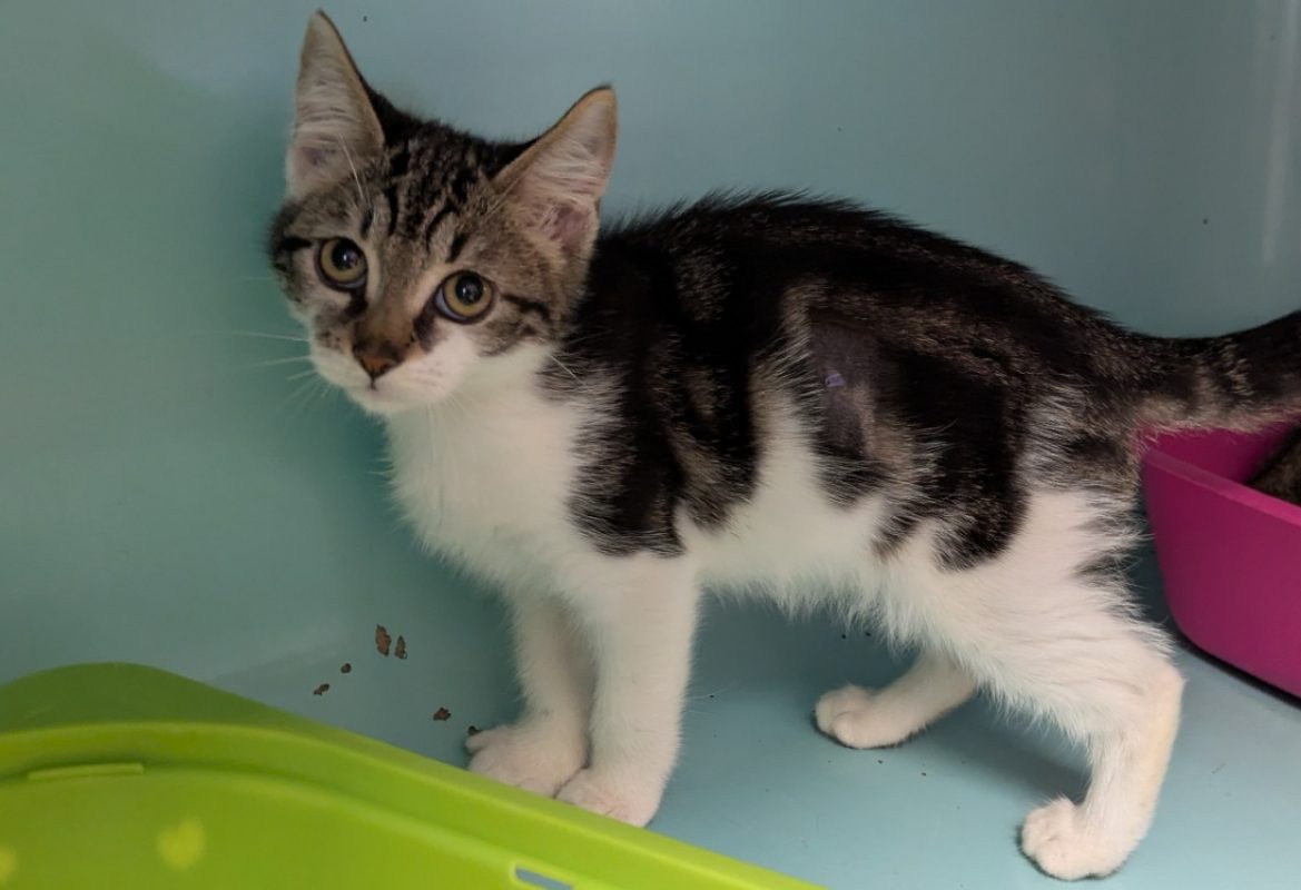 Claquette - Chat Européen à adopter
