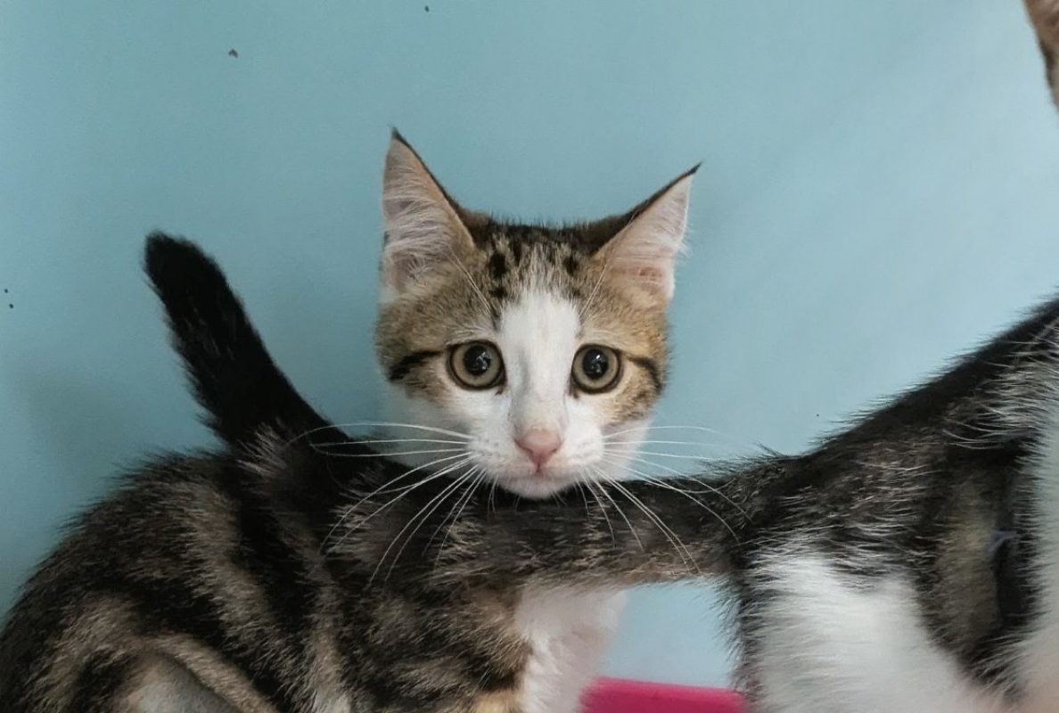 Tartine - Chat Européen à adopter