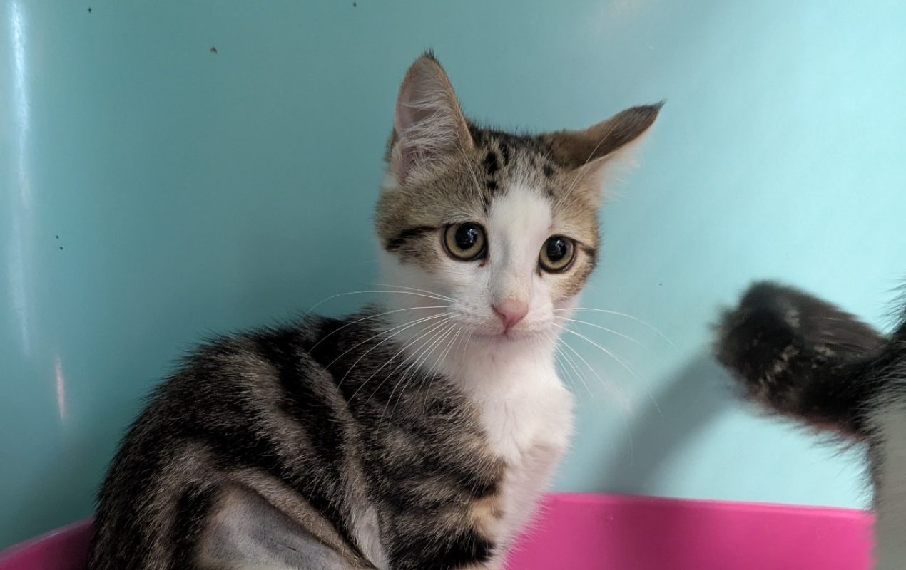 Tartine - Chat Européen à adopter - photo 2