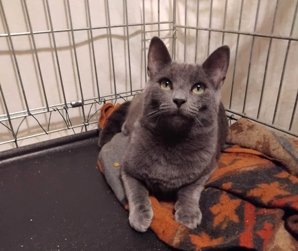 Mousse - Chat Européen à adopter