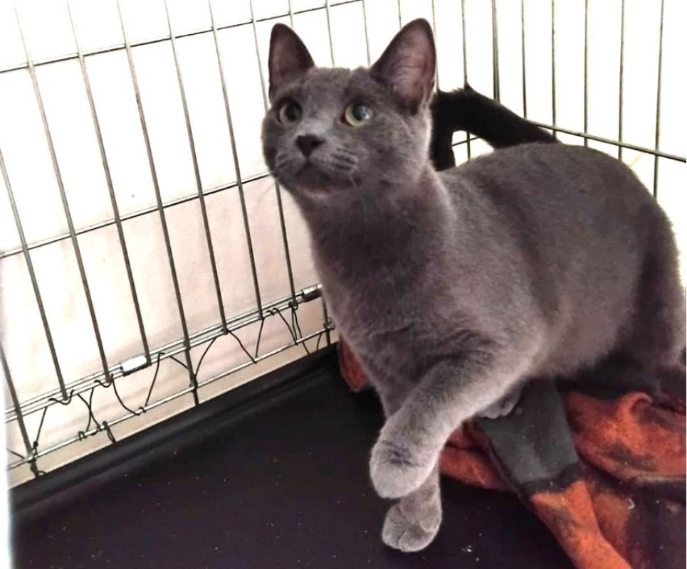 Mousse - Chat Européen à adopter - photo 2