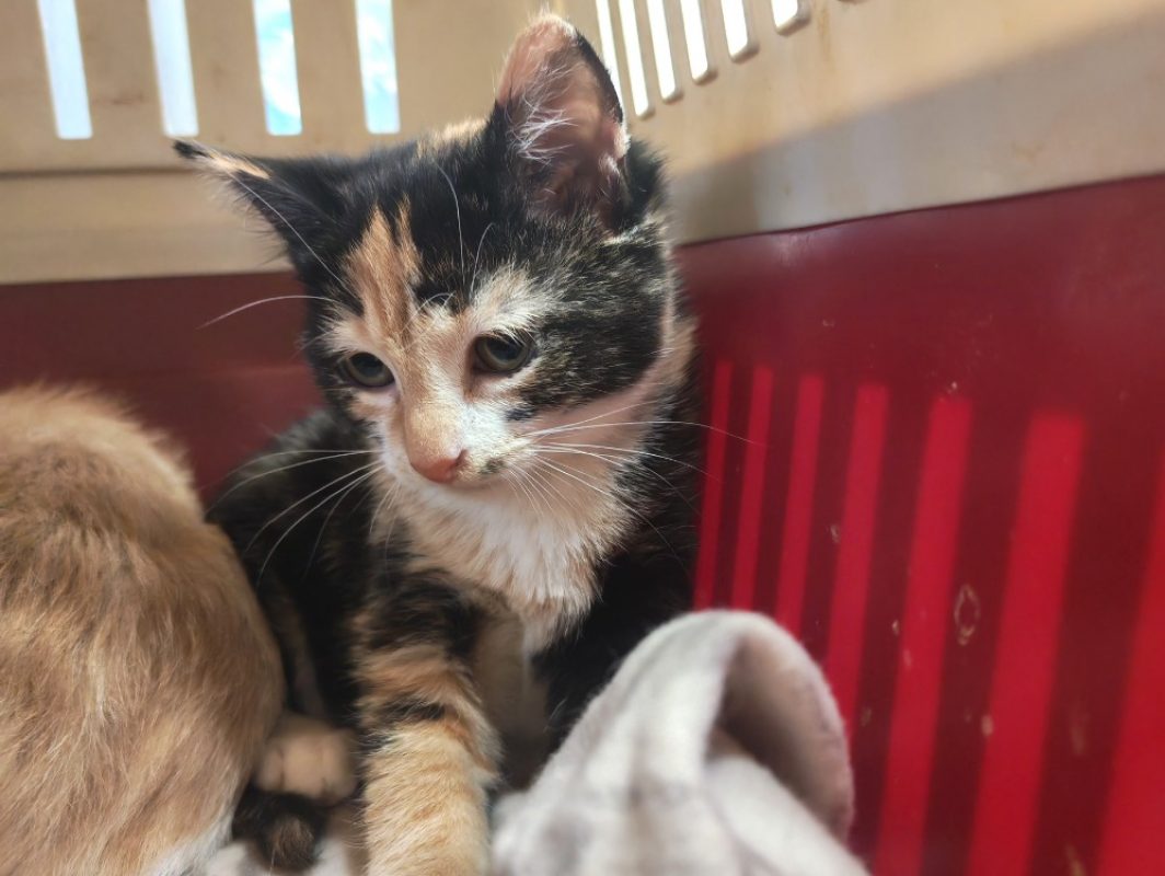 Miette - Chat Européen à adopter