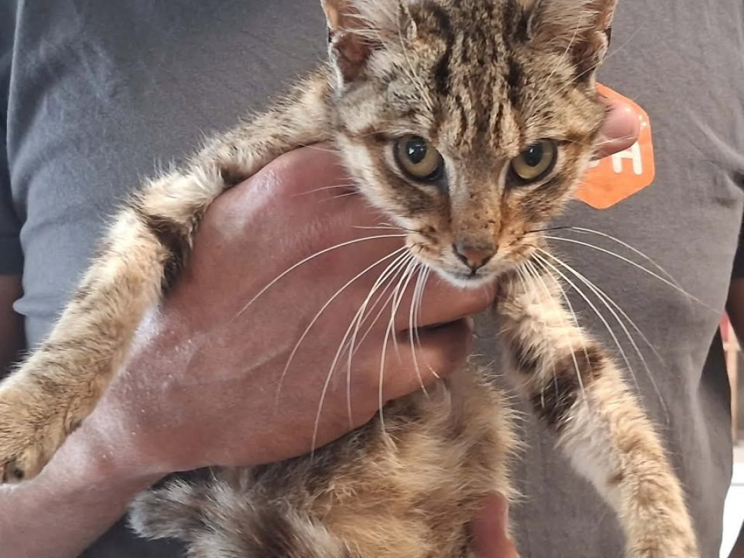 Ripley - Chat Européen à adopter