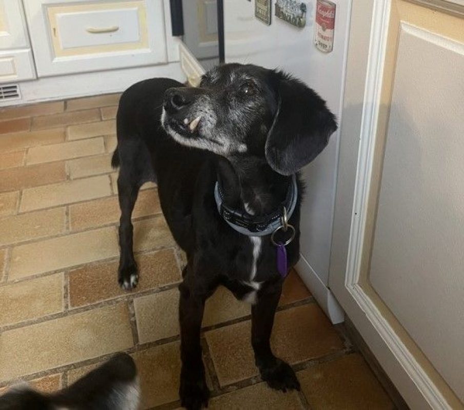 BIMON - Chien à adopter - photo 2