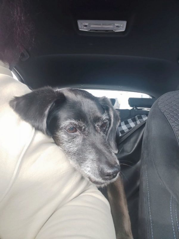BIMON - Chien à adopter - photo 6