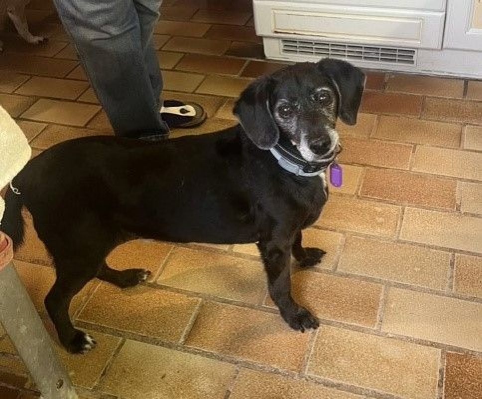 BIMON - Chien à adopter