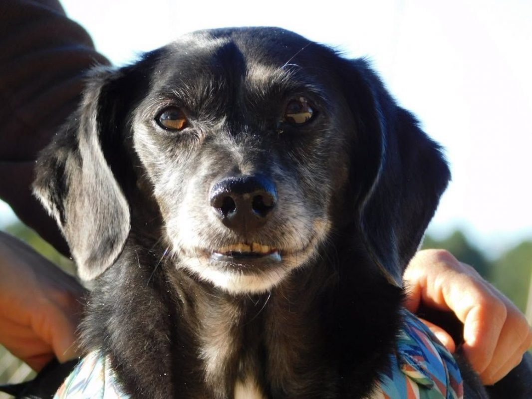 BIMON - Chien à adopter - photo 4