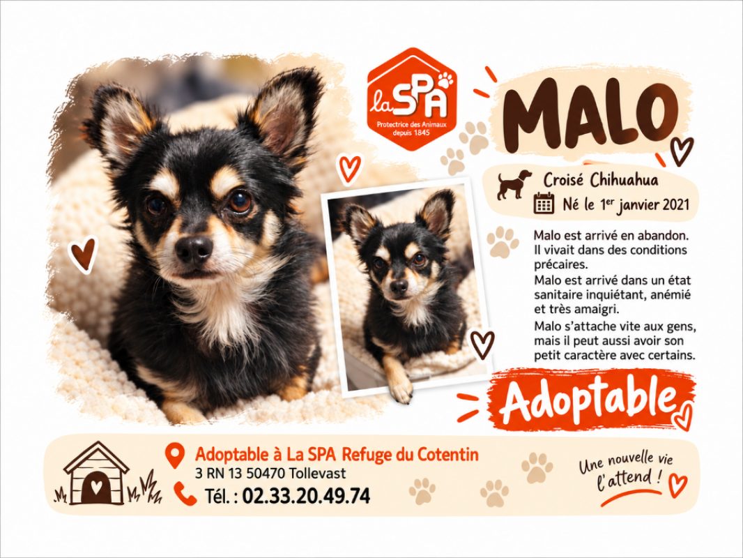 Malo - Chien à adopter