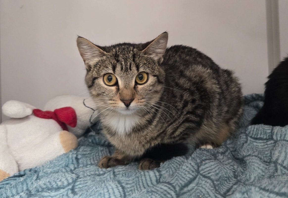 Poppy - Chat Européen à adopter