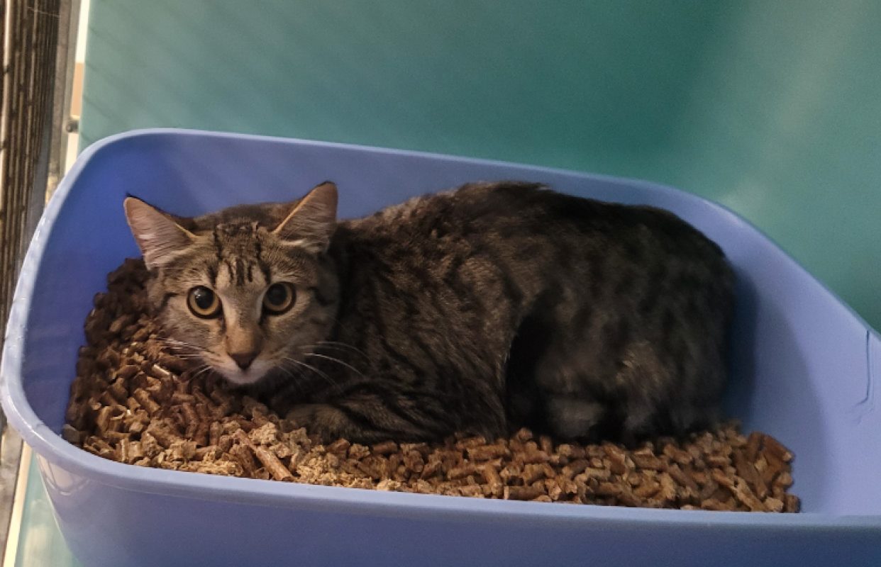 Poppy - Chat Européen à adopter - photo 2