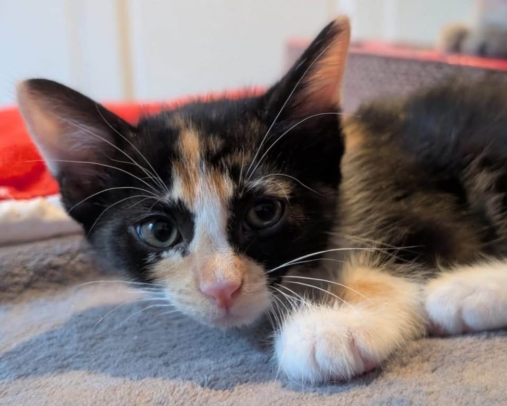 VICTORIA - Chat Européen à adopter