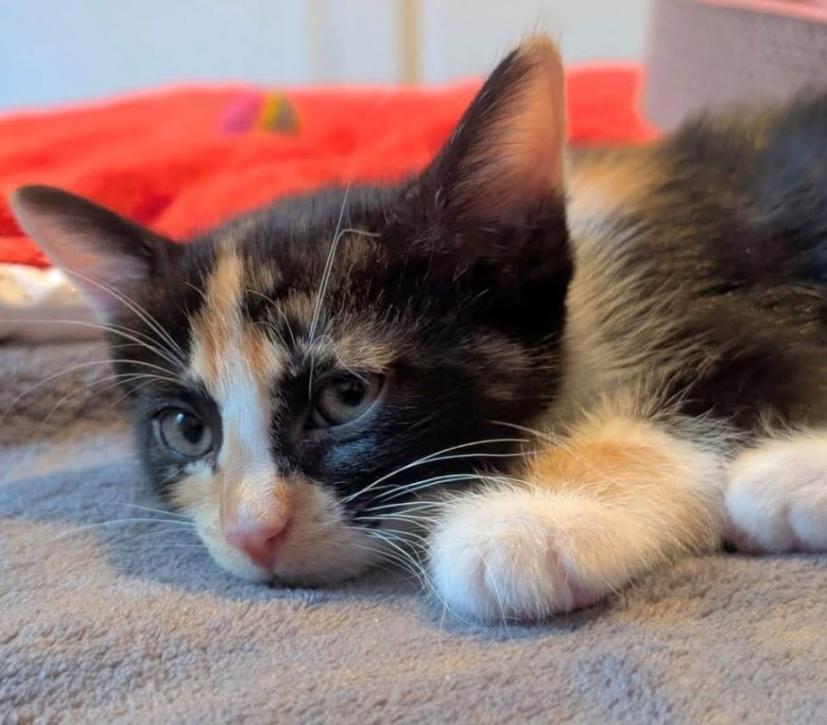 VICTORIA - Chat Européen à adopter - photo 3