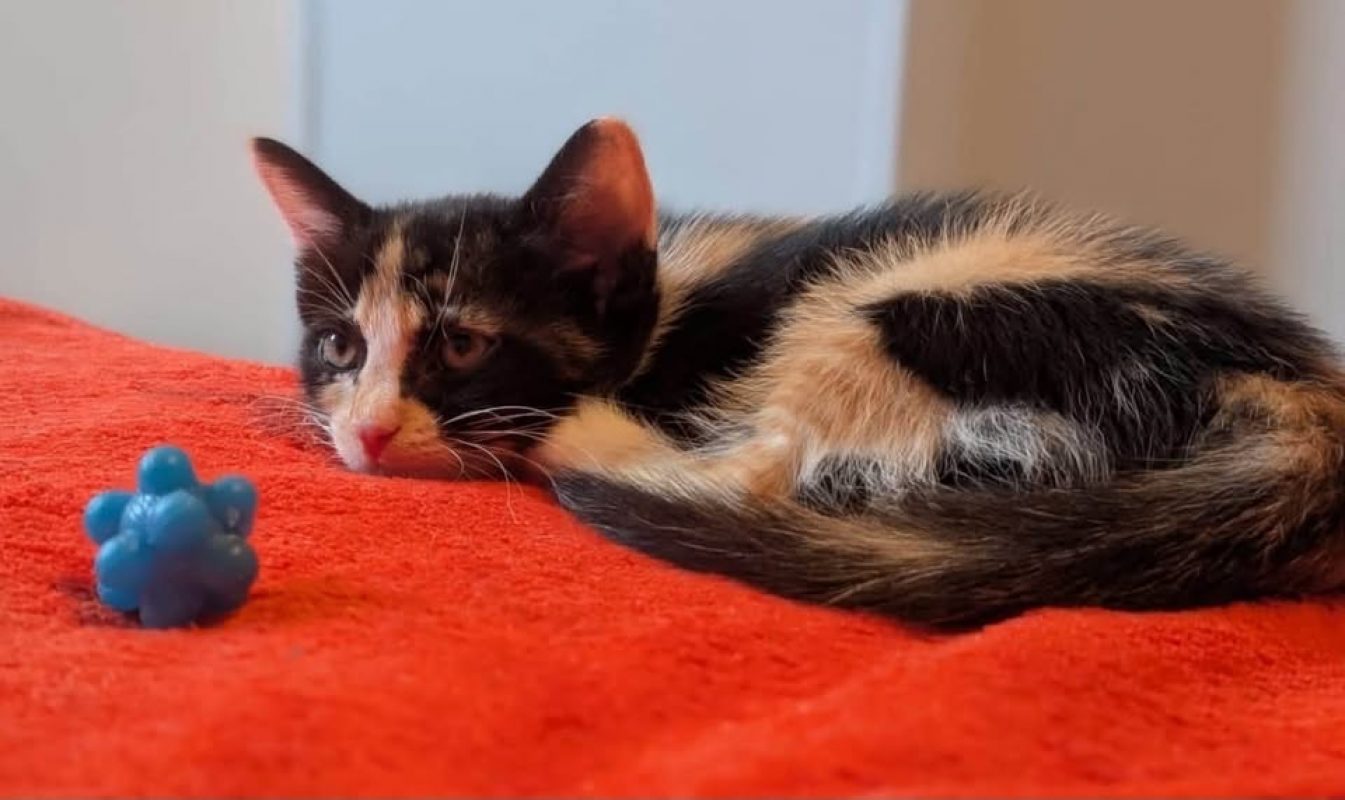 VICTORIA - Chat Européen à adopter - photo 5