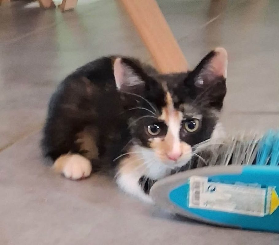 VICTORIA - Chat Européen à adopter - photo 4