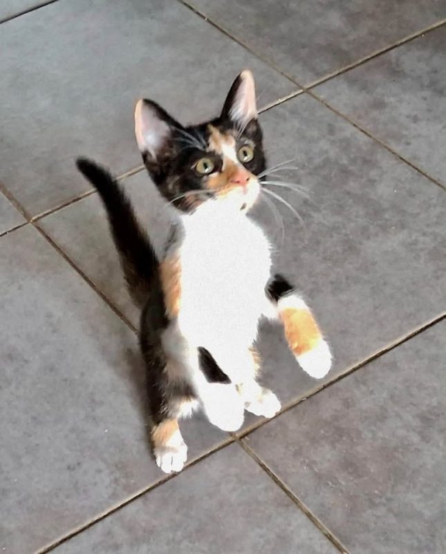 VICTORIA - Chat Européen à adopter - photo 2
