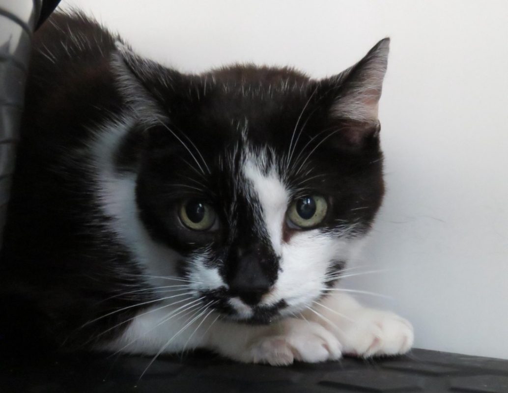 Jeremy - Chat Européen à adopter