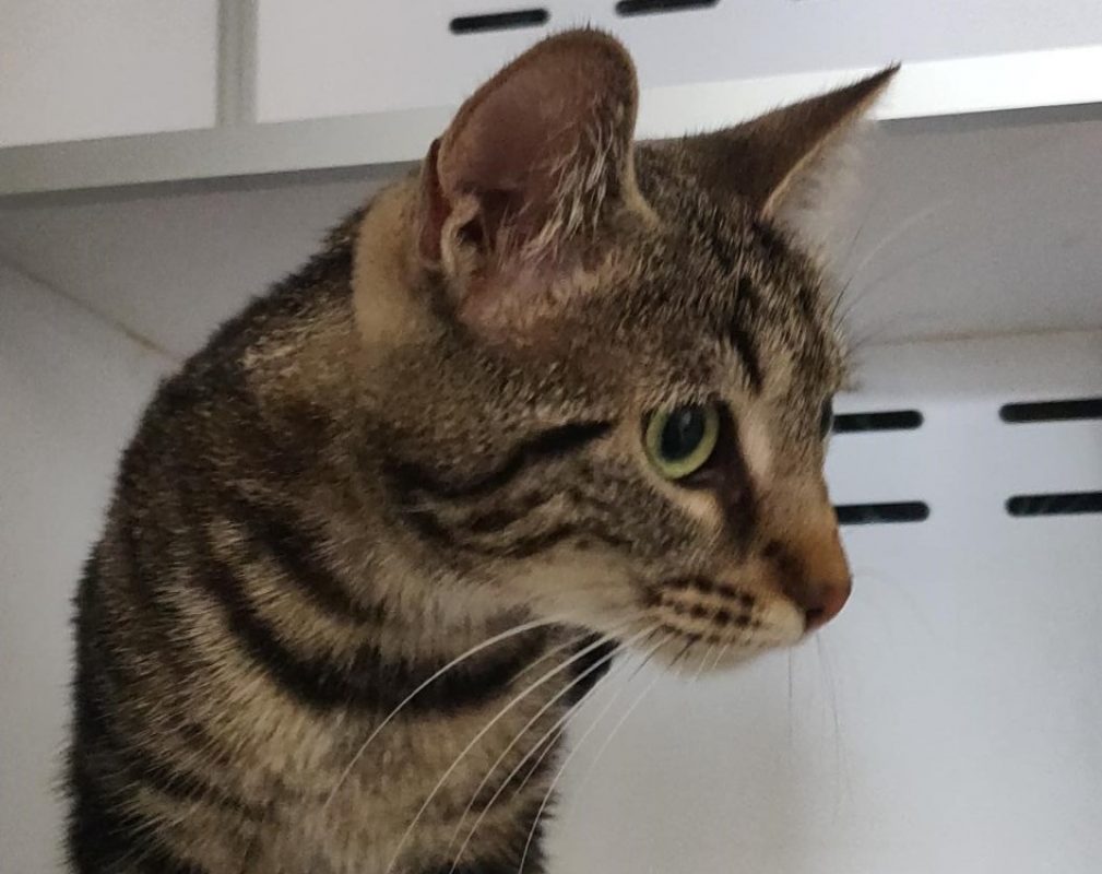 Celeste - Chat Européen à adopter