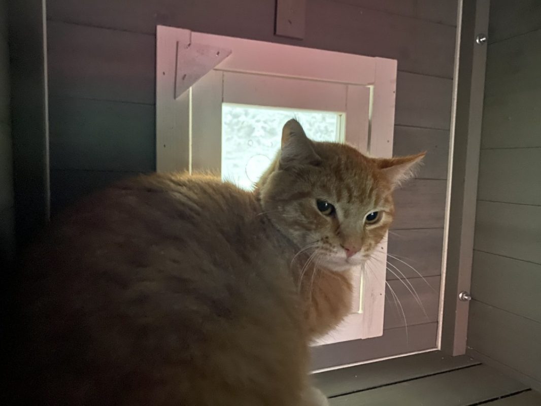 Olaf - Chat Européen à adopter