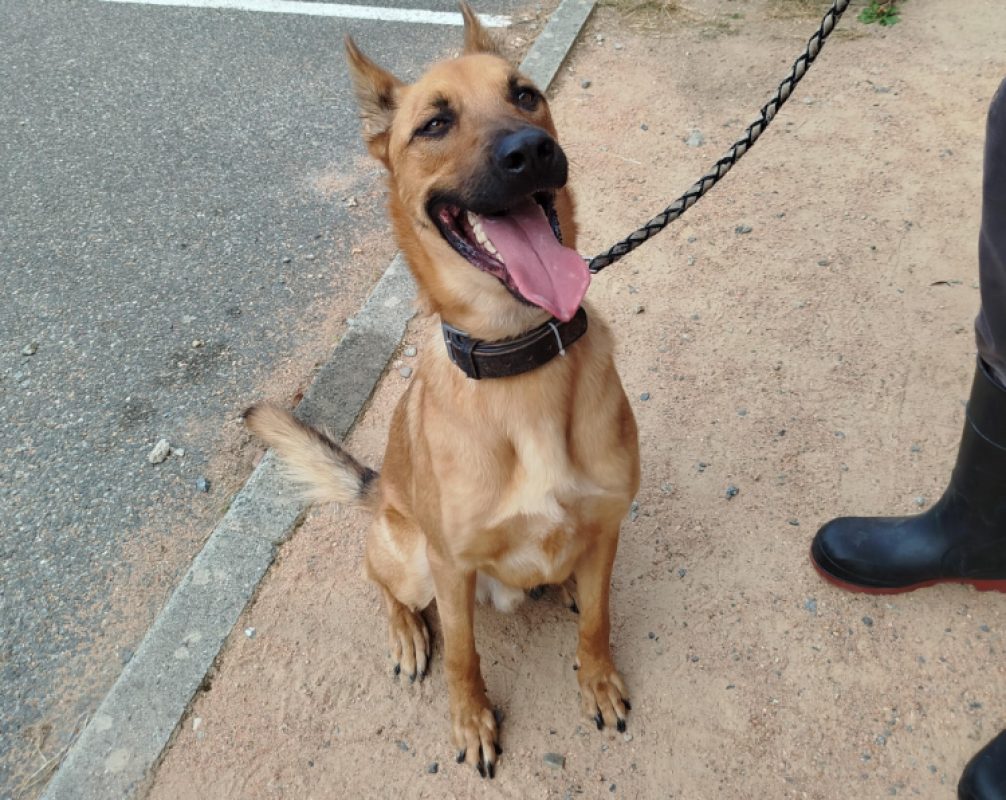 Ulysse - Chien Berger Belge Malinois à adopter