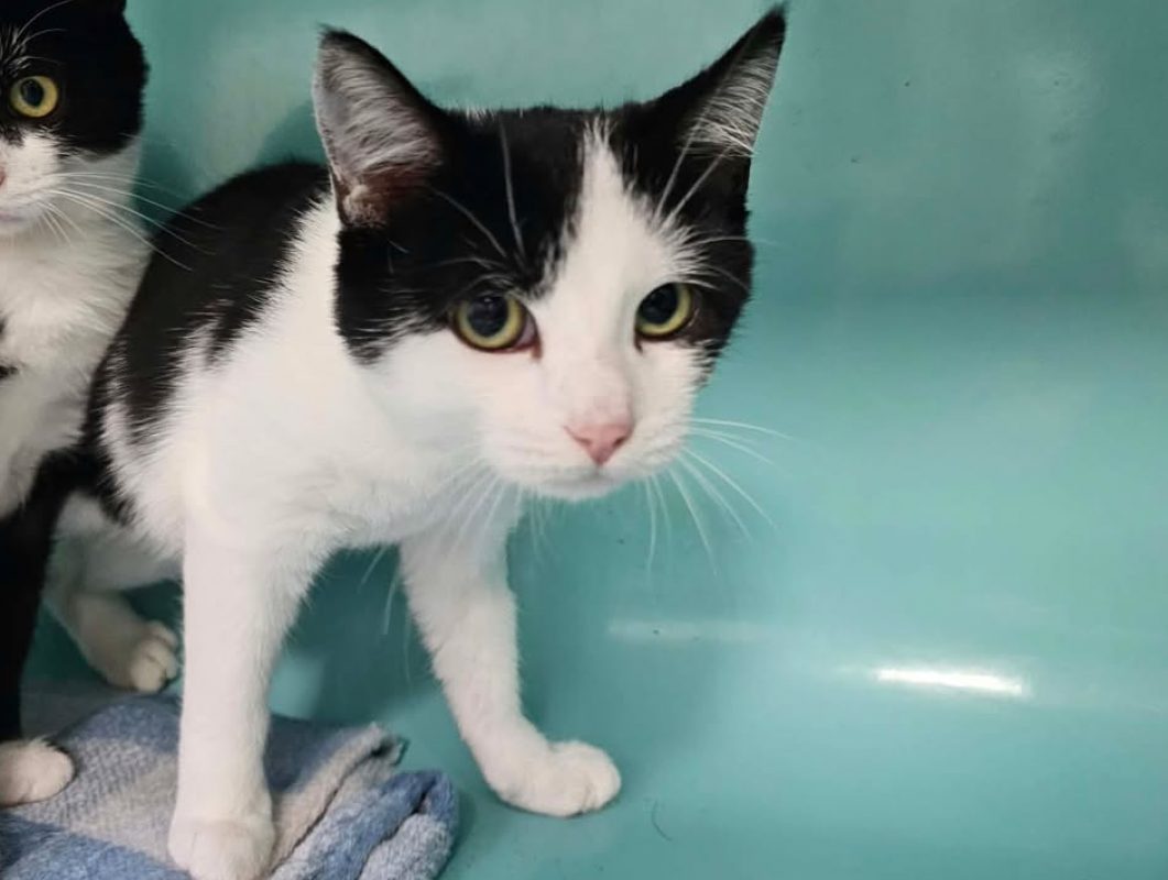 Spasiba - Chat Européen à adopter