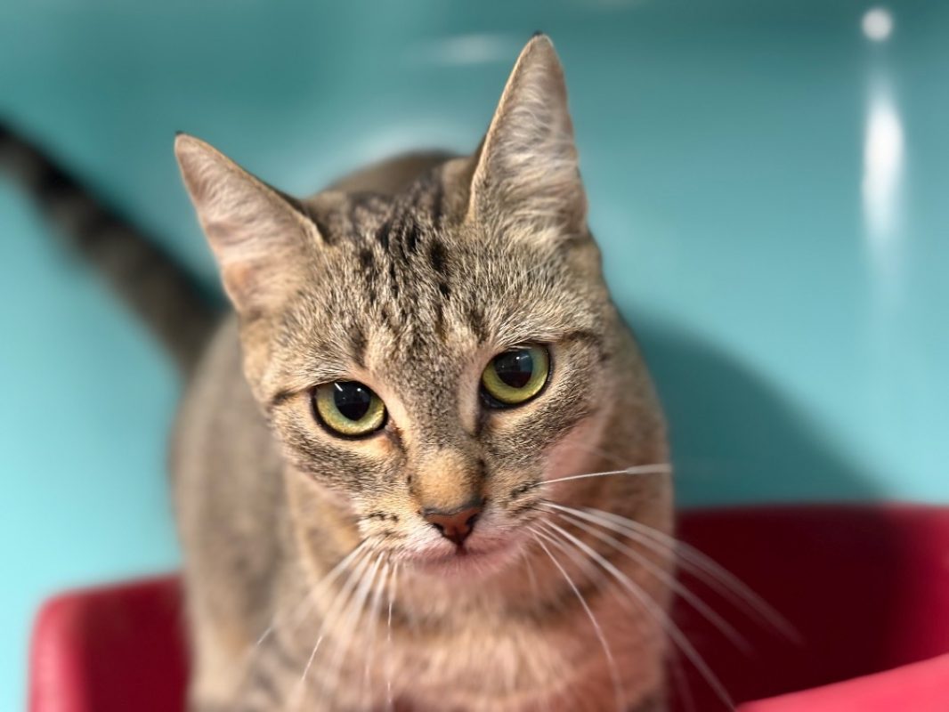 Minouchette - Chat Européen à adopter
