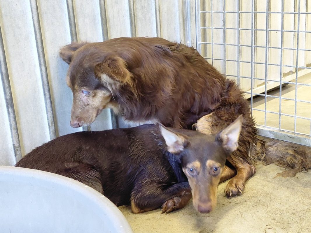 Tomette - Chien à adopter