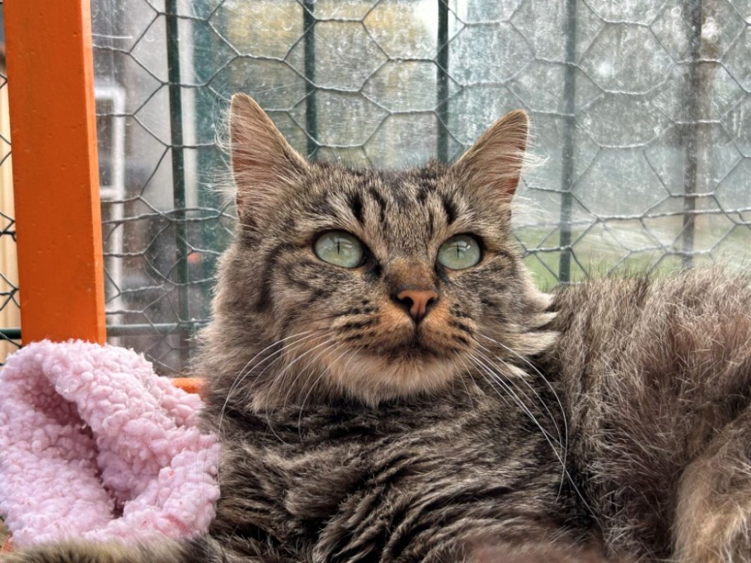 Brienne - Chat Européen à adopter