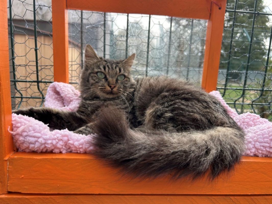 Brienne - Chat Européen à adopter - photo 2
