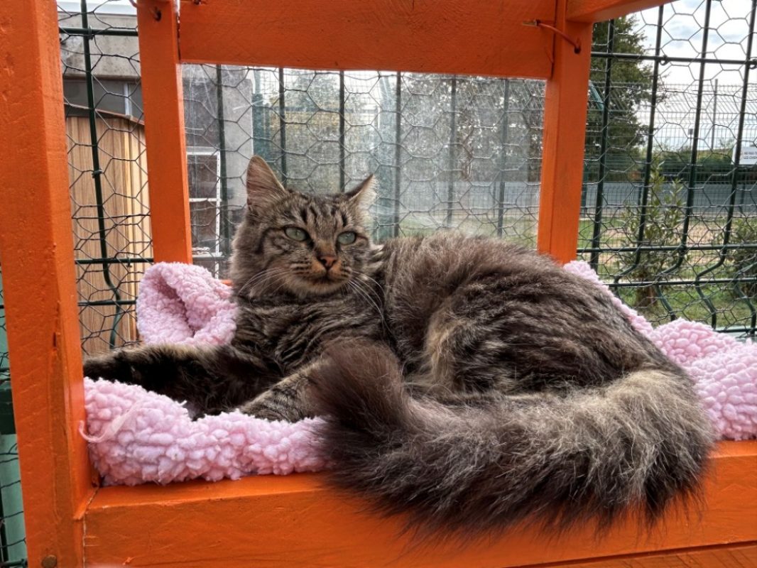 Brienne - Chat Européen à adopter - photo 3