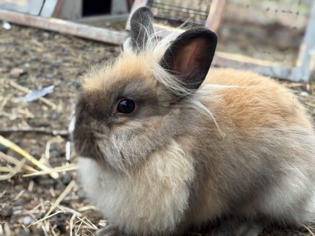 Pikonis - Rongeur Lapin à adopter