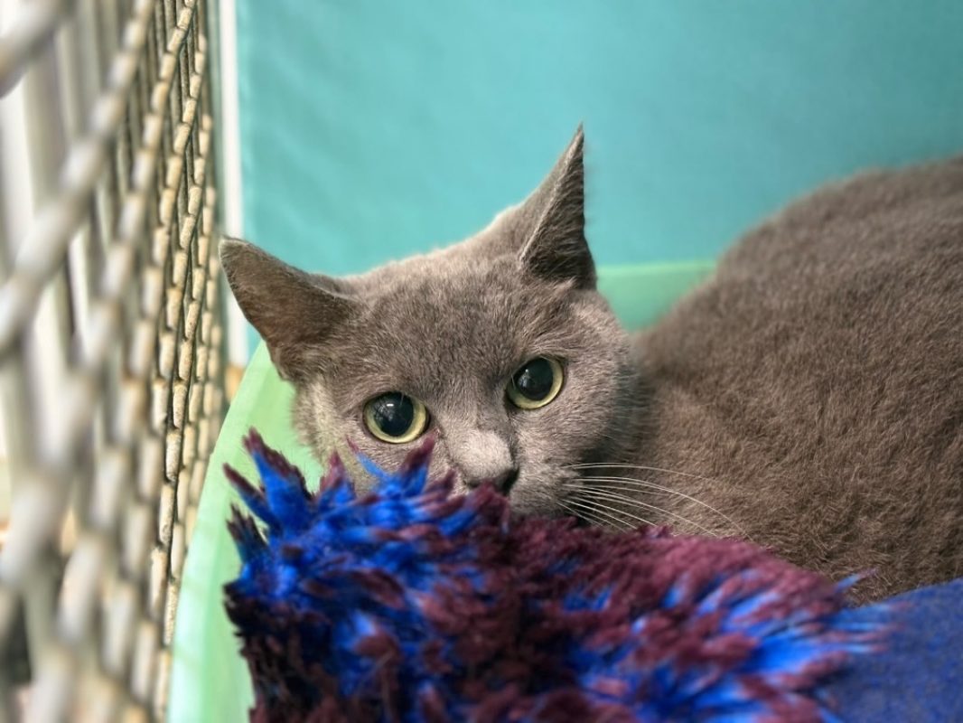 Grisette - Chat Européen à adopter