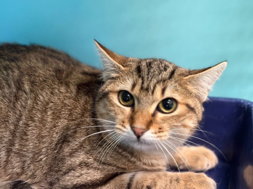 Sakura - Chat Européen à adopter