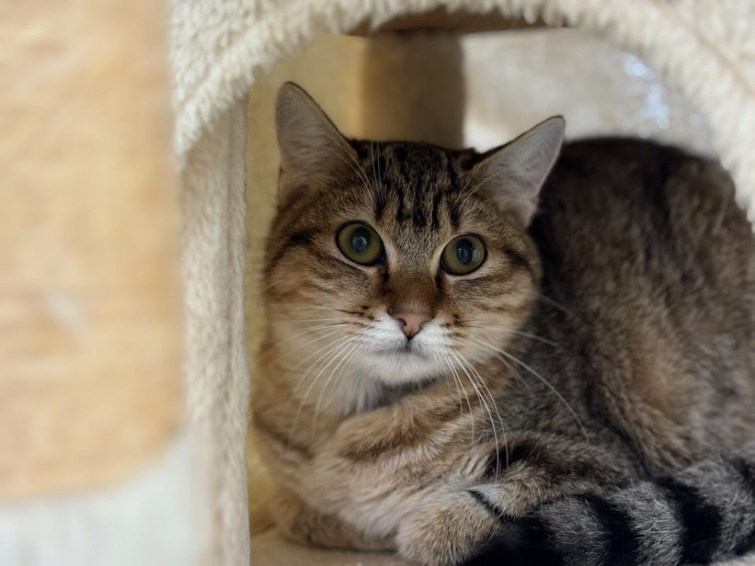 Sakura - Chat Européen à adopter - photo 2