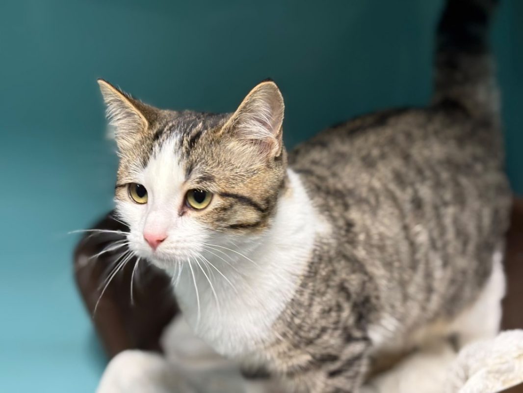 Bess - Chat Européen à adopter