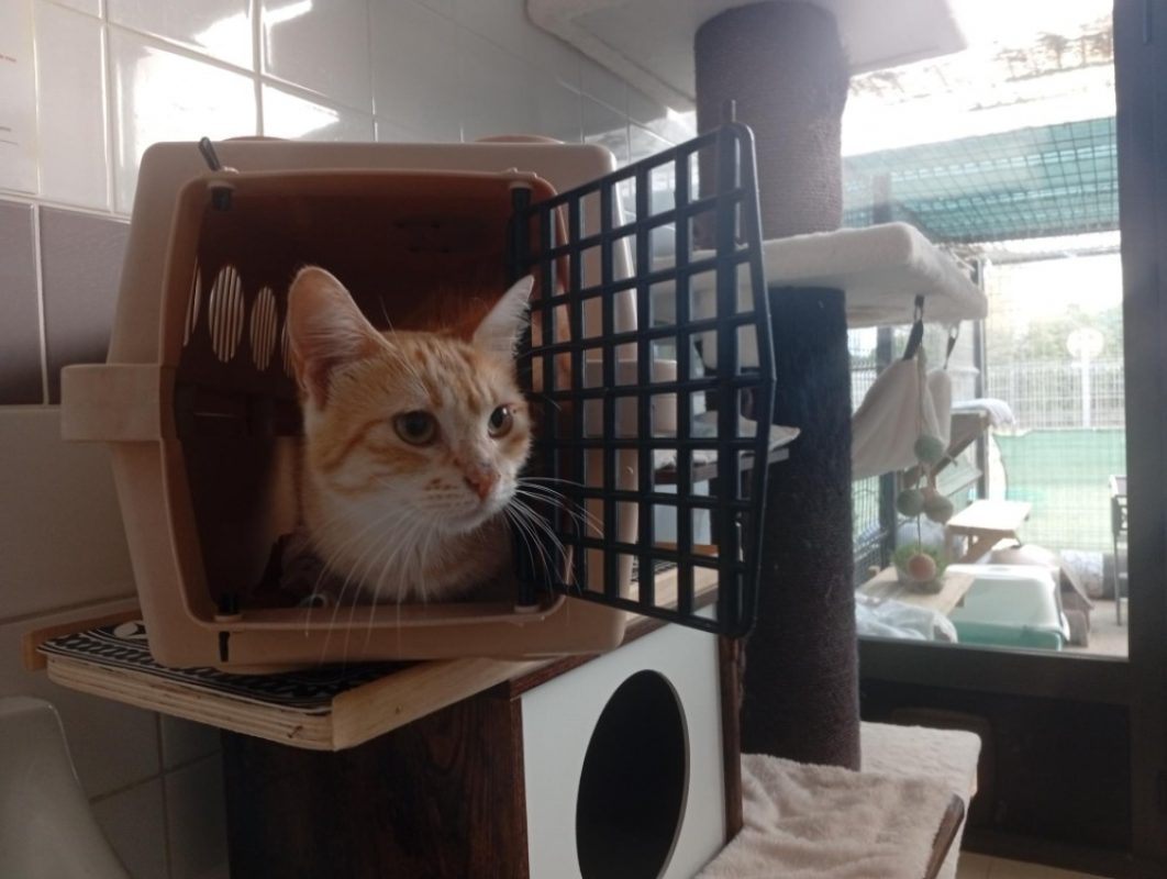 Allegru - Chat Européen à adopter