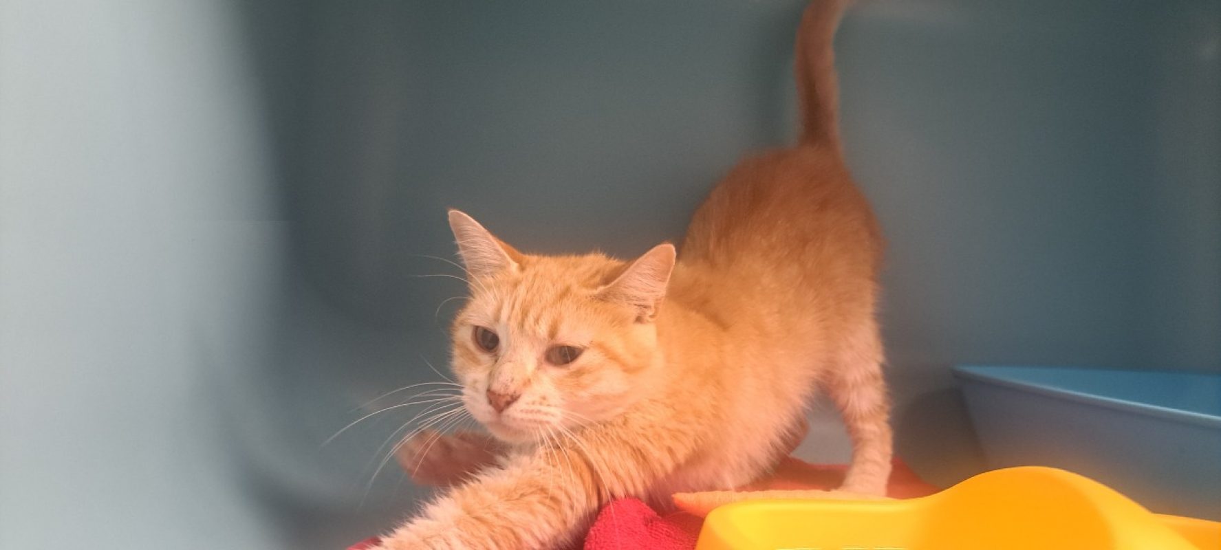 Allegru - Chat Européen à adopter - photo 2