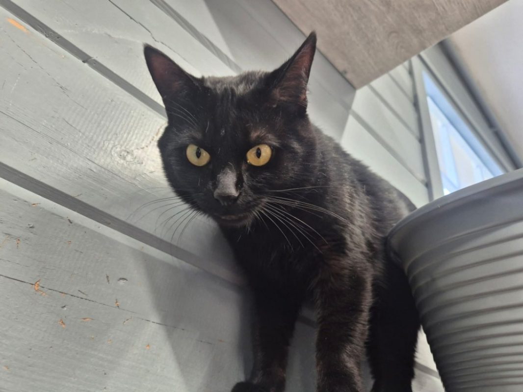 Vecna - Chat Européen à adopter