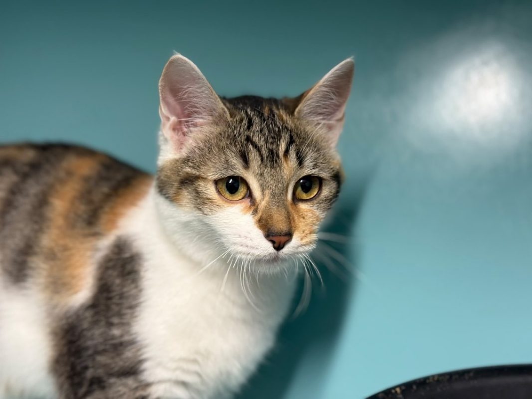 Bichette - Chat Européen à adopter