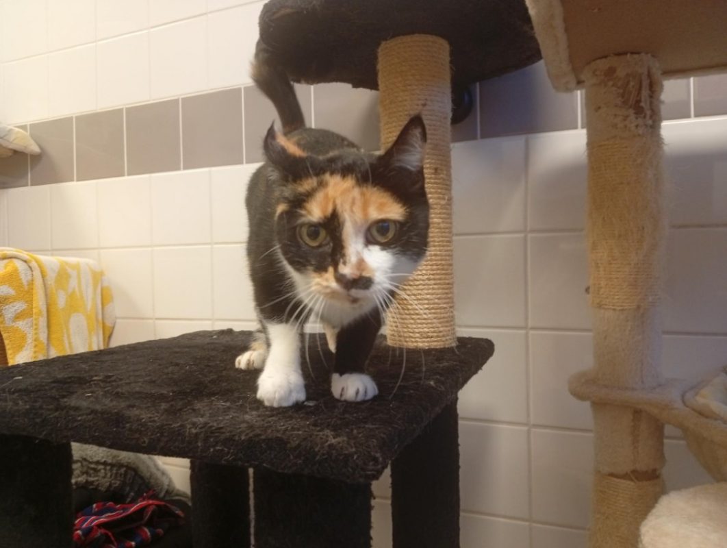 Prunelle - Chat Européen à adopter