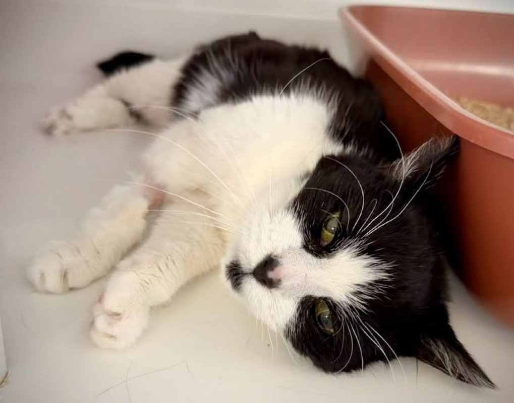 Lola / lestat - Chat Européen à adopter